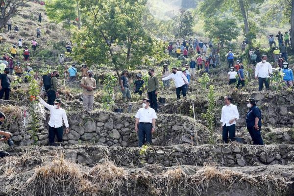 Gubernur Edy Rahmayadi Tanam Pohon Bersama Presiden Jokowi, Pemprov Sumut Anggarkan Rp2 M Pengadaan Benih Macademia untuk Masyarakat